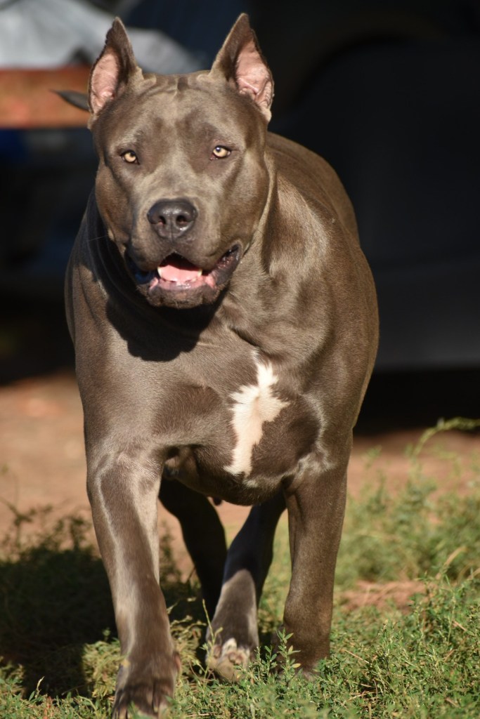 Bully Monster Family American Bully