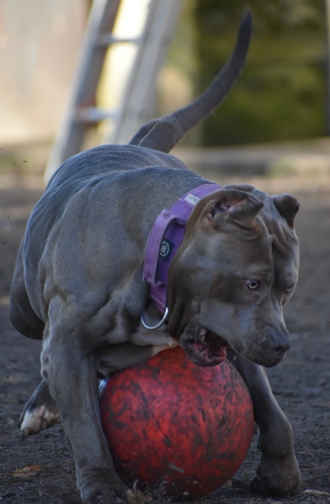 Bully Monster Family American Bully
