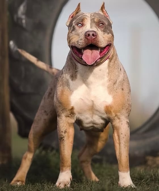 Bully Monster Family American Bully