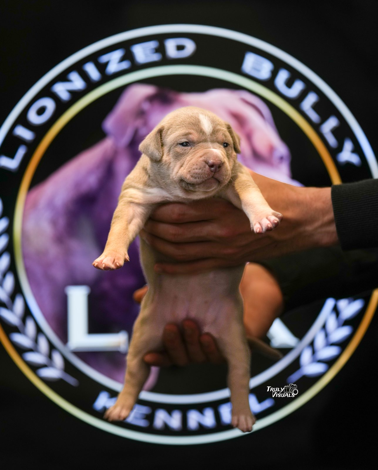 Bully Monster Family production