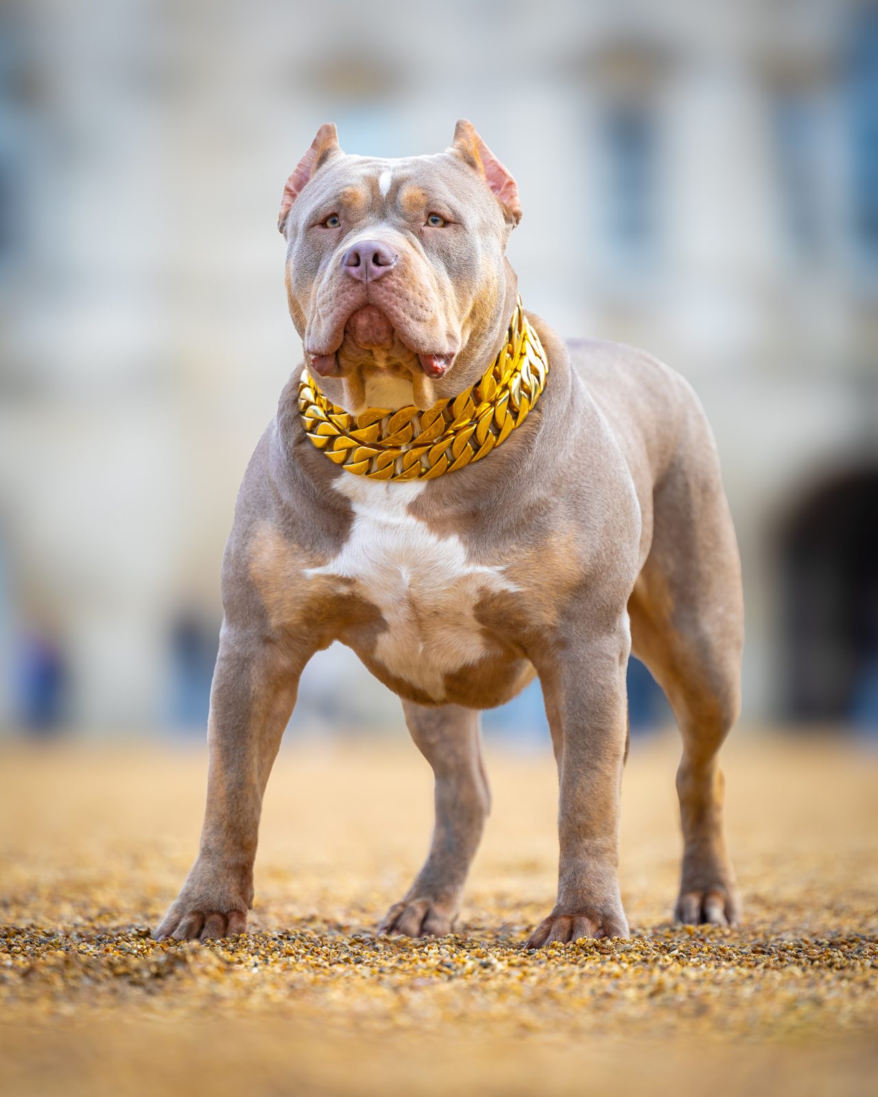 Bully Monster Family production