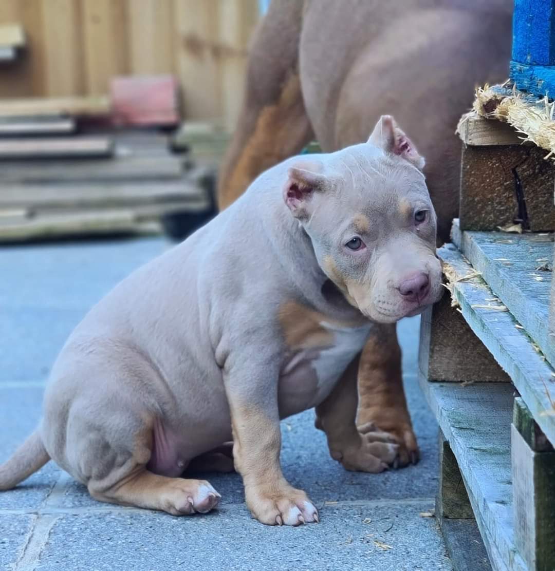 Bully Monster Family production
