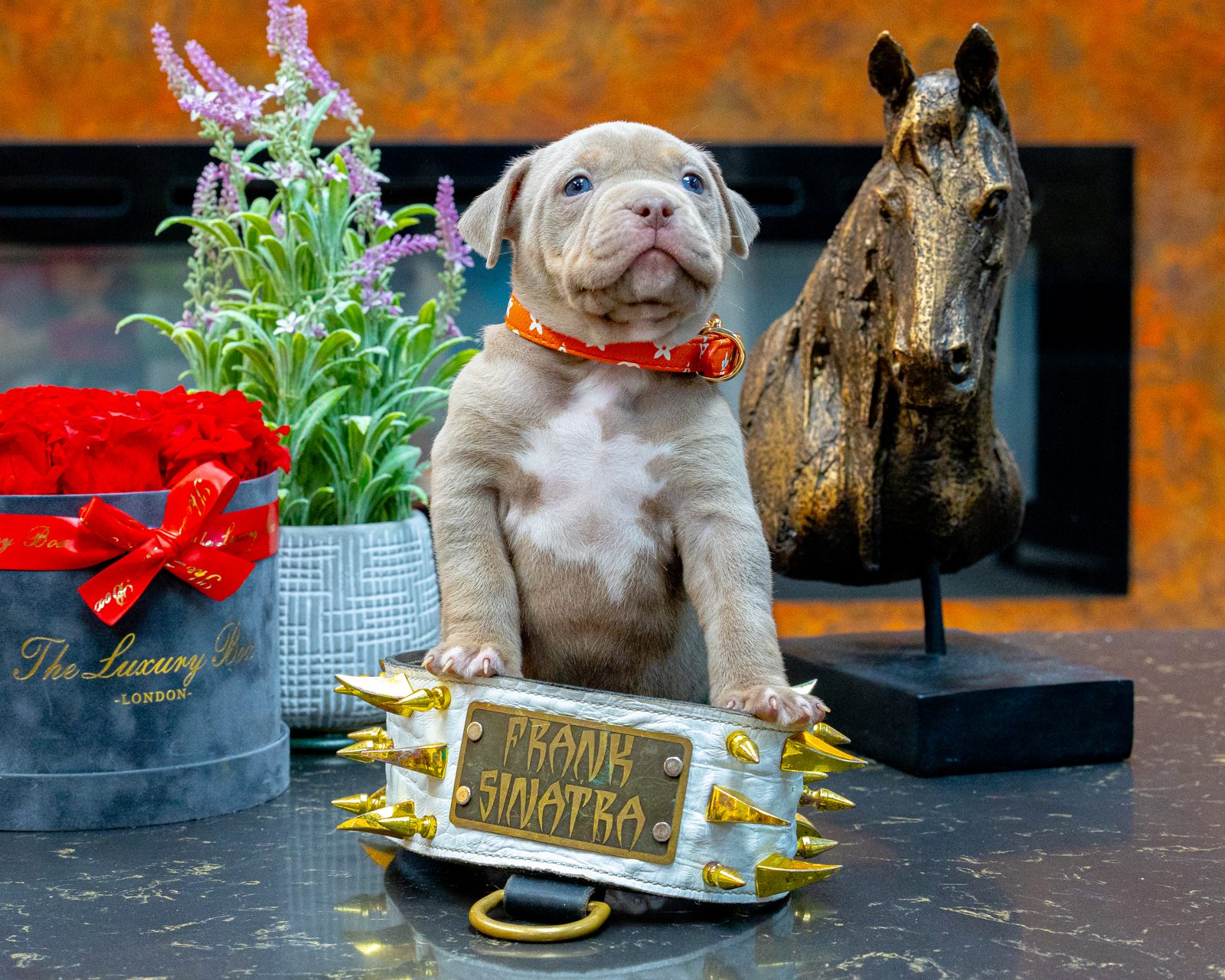 Bully Monster Family production