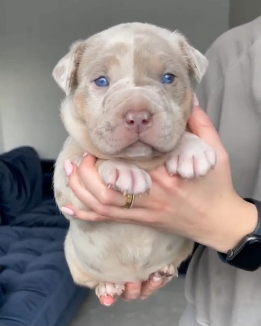 Bully Monster Family production
